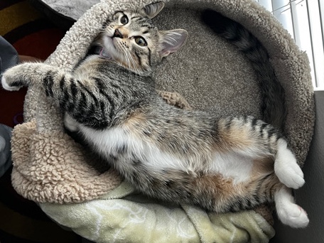 European Shorthair – Selling 1 yo kitten