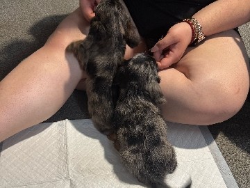 Dachshund – dachshund x jack – Sheffield