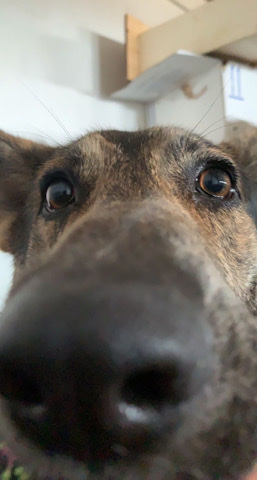 German Shepherd – Desperatly needs a new home