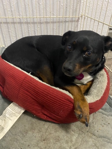 Rottweiler – Free dog giving away perro gratis