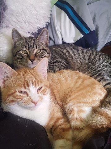 Russian White, Black and Tabby – 2 Male Cats, Brothers, Only 1 year Old
