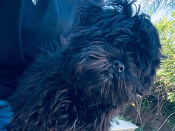 Morkie – Adorable Morkie Puppy for Sale – 5 Months Old in Santa Clarita – Santa Clarita