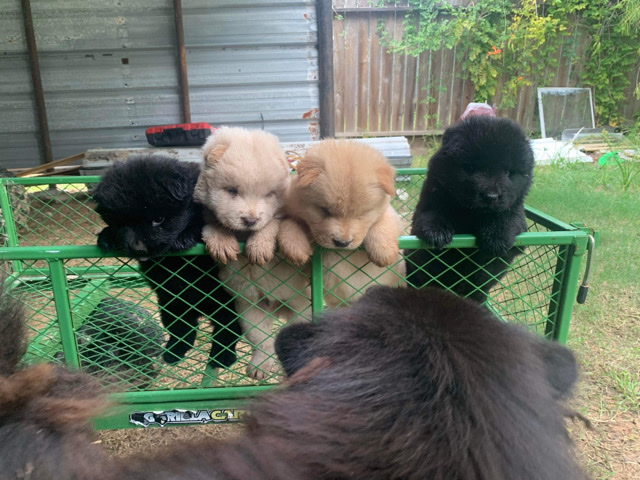 Chow Chow – chow chow