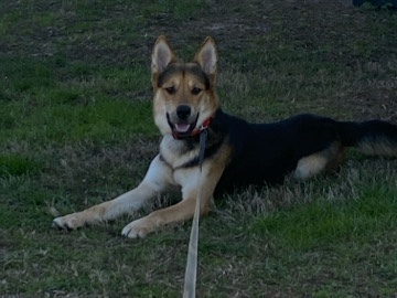 German Shepherd – Energetic 4-Year-Old German Shepherd Available in Knoxville – Knoxville