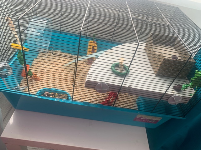 hamster