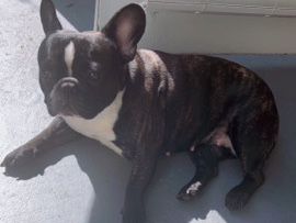 French Bulldog – Rehoming Female Frenchie – Brandon