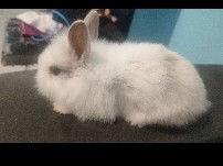 don un petit lapin nain