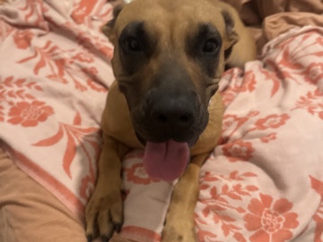 Mountain Cur – Margo!!! – Sweetwater