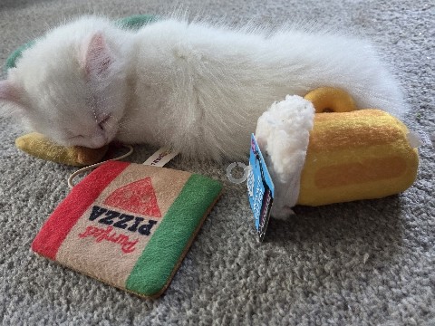 Ragdoll – Heterochromia (One Blue Eye One Green) Persian boy – Lombard