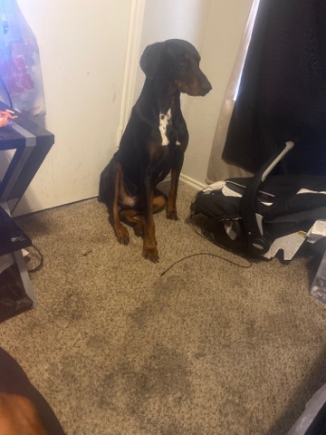 Doberman Pinscher – Doberman (boy)