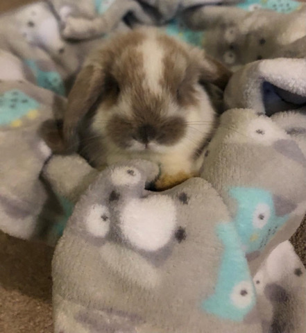 Baby Bunnies