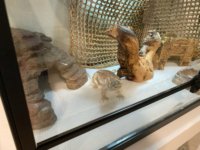 Bearded Dragon