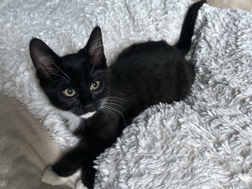 Persian (Modern) – female kitten – Newport