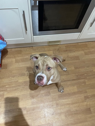 American Bulldog – American bully XL