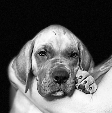 Great Dane – Great Dane Puppies