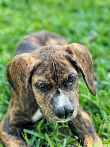 Dogo Argentino – Dogo Argentino x Doberman Puppy looking for a home