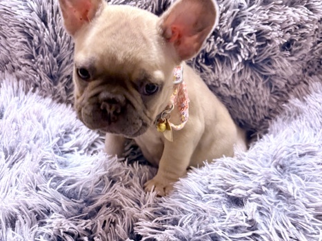 French Bulldog – Wellington Frenchies LLC (Gamorra) – Wellington