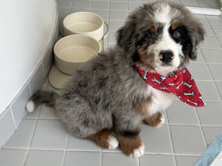 Buddy Bernedoodle – Long Beach