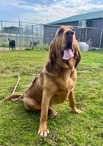 1 year old akc female bloodhound. 
