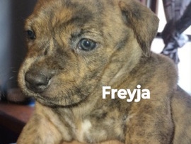 American Pit Bull Terrier – 11puppies – Kansas City