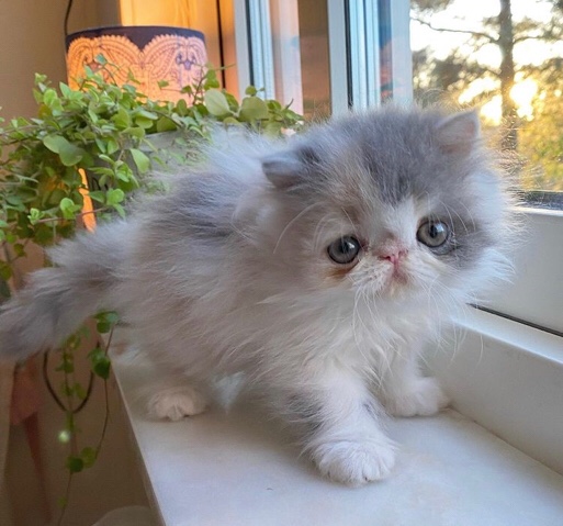Persian kittens