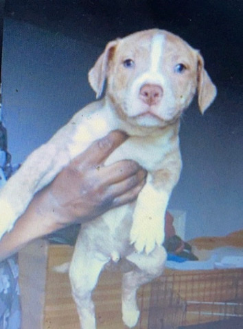 Bullmastiff – Champion bloodline puppies kc registered