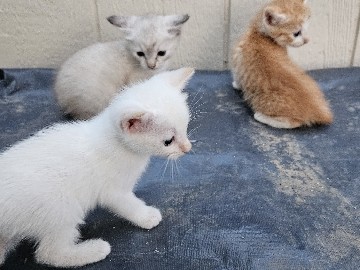 American Shorthair – re home – San Antonio