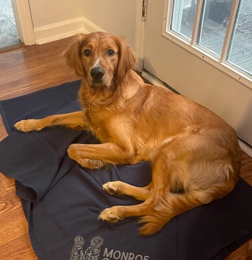 Golden Retriever – 1.5 year old Golden Retriver