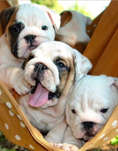 American Bulldog – Elena dogs