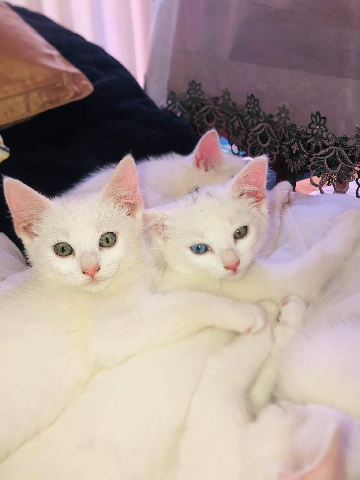 5 playfully kittens ready to find a good family
