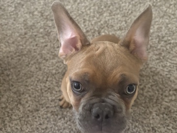 French Bulldog - full breed French bulldog available for adoption in Albuquerque