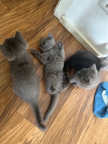Persian (Traditional) – 4 katzen zu verkaufen