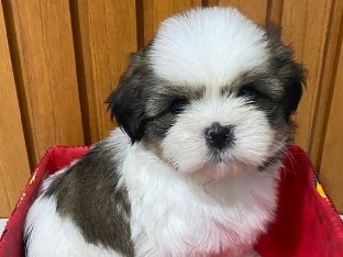 Lhasa Apso - Filhotes Lhasa Apso Mcaho e Fêmea available for adoption in São Paulo