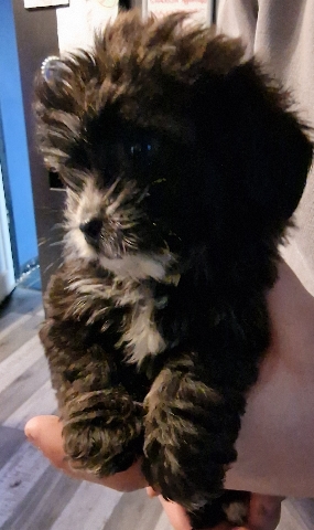 Shih Tzu – 3 adorable puppies for sale