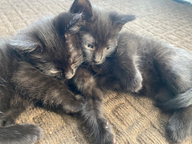 kitten