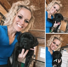 Cane Corso – akc and iccf cane corso puppy’s