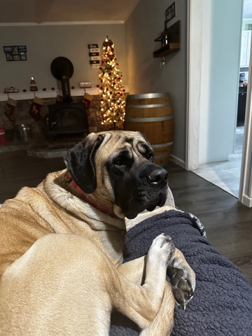 English Mastiff – English Masstiff