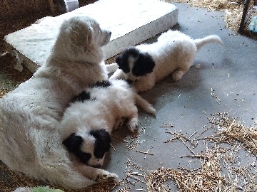 Landseer – puppies for x-mas – Franklin Township