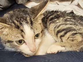 American Shorthair – Friendly American Shorthair Cat – 7 Months Old – East St. Louis