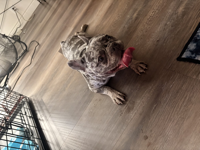American Bulldog – Merle frenchie – San Leandro