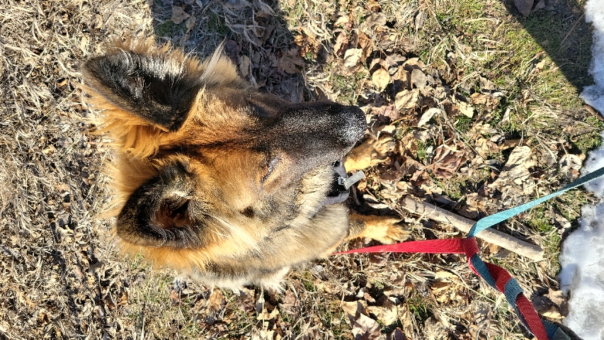 German Shepherd – Purebred German Shepherd