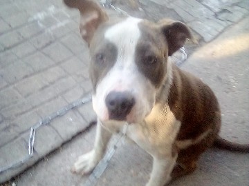 American Bulldog – need finances more – Jacksonville