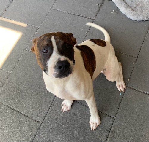 Staffordshire Bull Terrier – 8 months old pure bread staffy