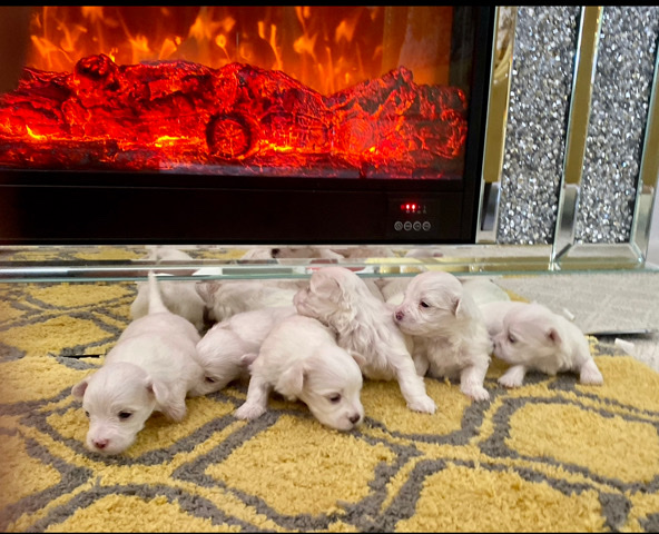 Maltese – Maltese