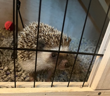 Hedgehog 1yr