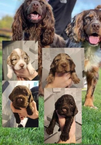 English Cocker Spaniel – cocker spaniel puppies