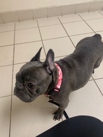 French Bulldog – Dior