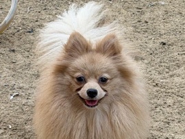 Pomeranian – pomeranian – Abu Dhabi
