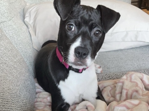 American Staffordshire Terrier – American Staffordshire Terrier Puppy