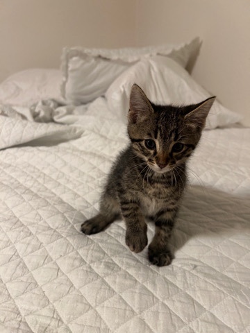 Brown Tabby